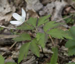 Wood anemone